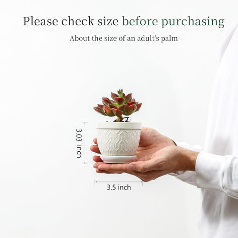 Sureasy succulent pots drainage hole and saucer keep soil in place and roots healthy