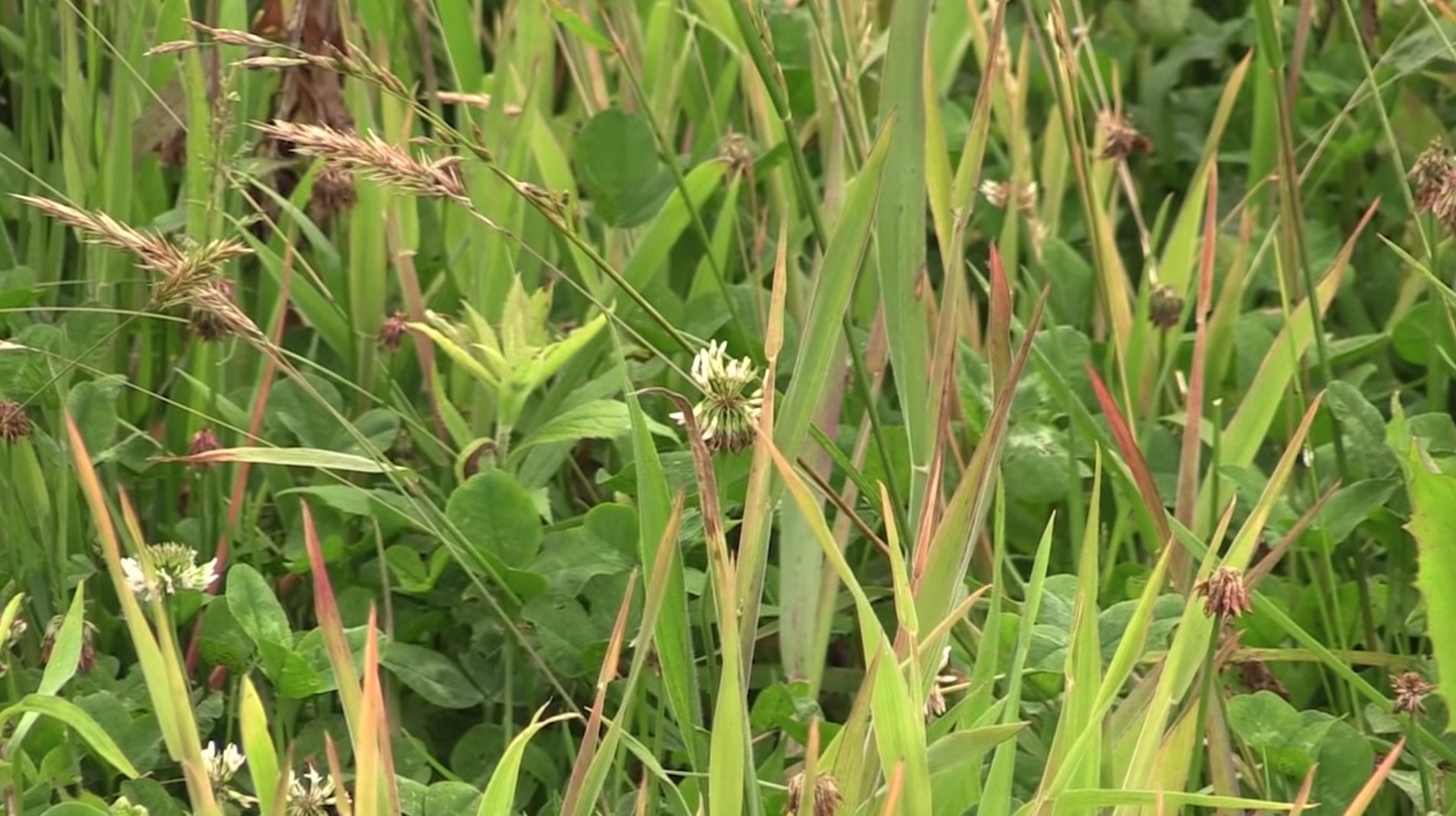 Surefire Crop Oil Plus with Arrest Max to boost effectiveness on tough grasses