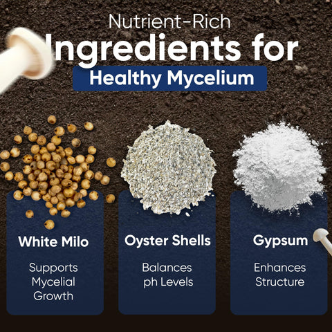 Surfin' Spores hydrated grain bag prepared for immediate inoculation with spores or cultures.