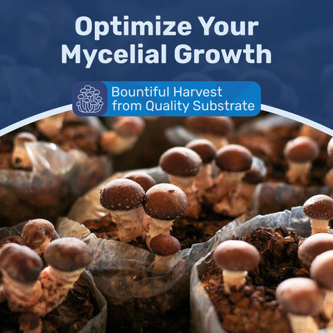 Monotub cultivation setup featuring Surfin' Spores CVG substrate.
