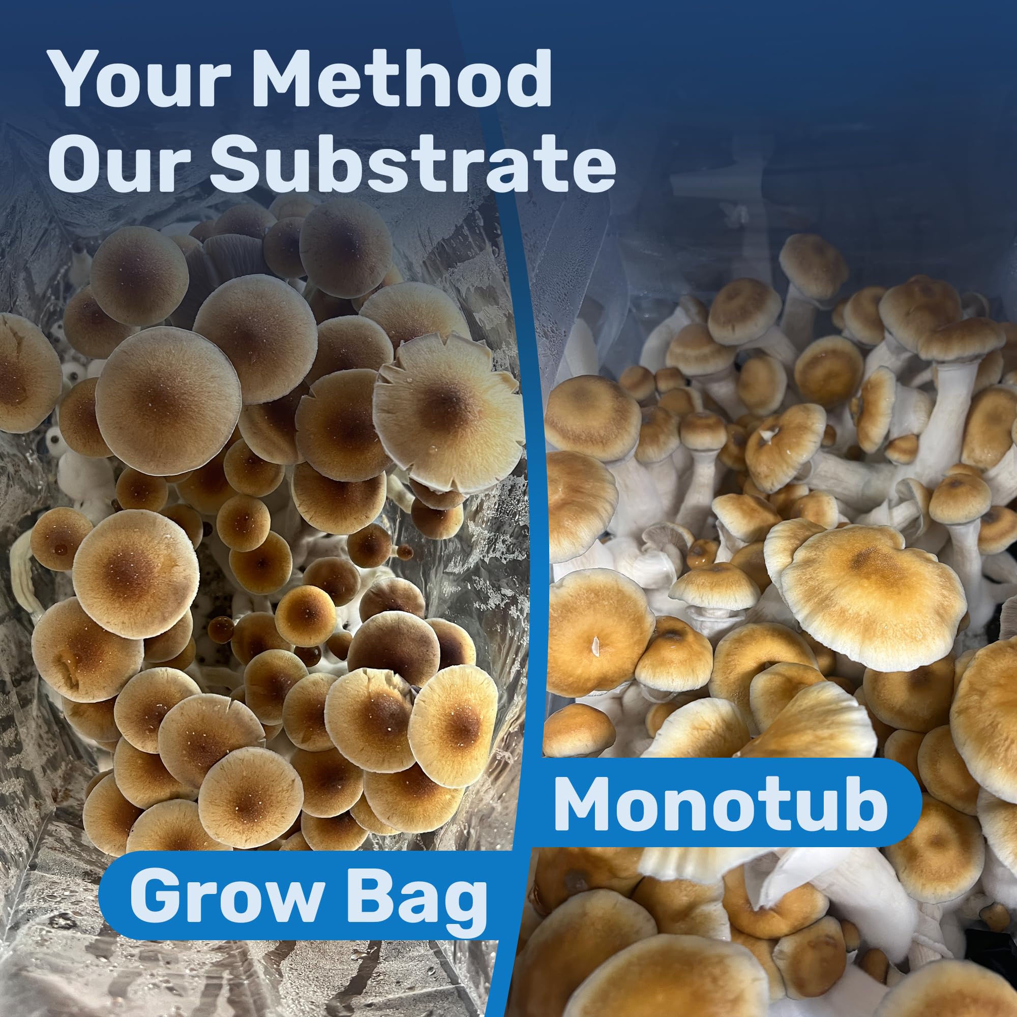 Surfin' Spores pasteurized substrate label indicating professional preparation.
