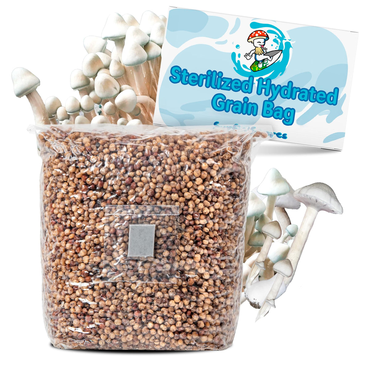 Surfin' Spores sterilized grain bag ready for inoculation and clean mycelial growth.