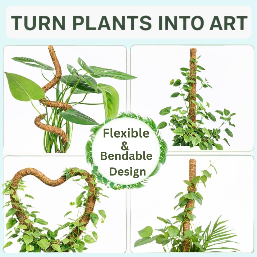 SURPPO moss pole angling spirals to shape climbing growth in Monstera.