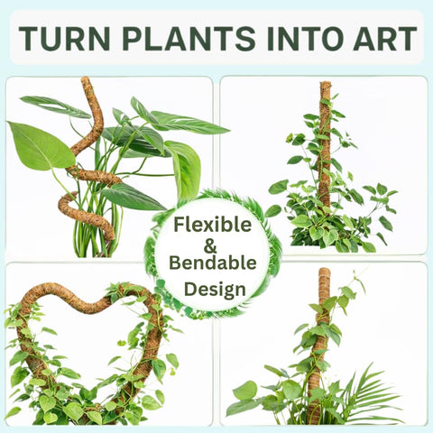 SURPPO moss pole angling spirals to shape climbing growth in Monstera.