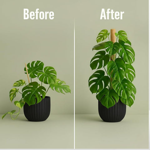 SURPPO moss pole philodendron vertical growth aids a neater display.
