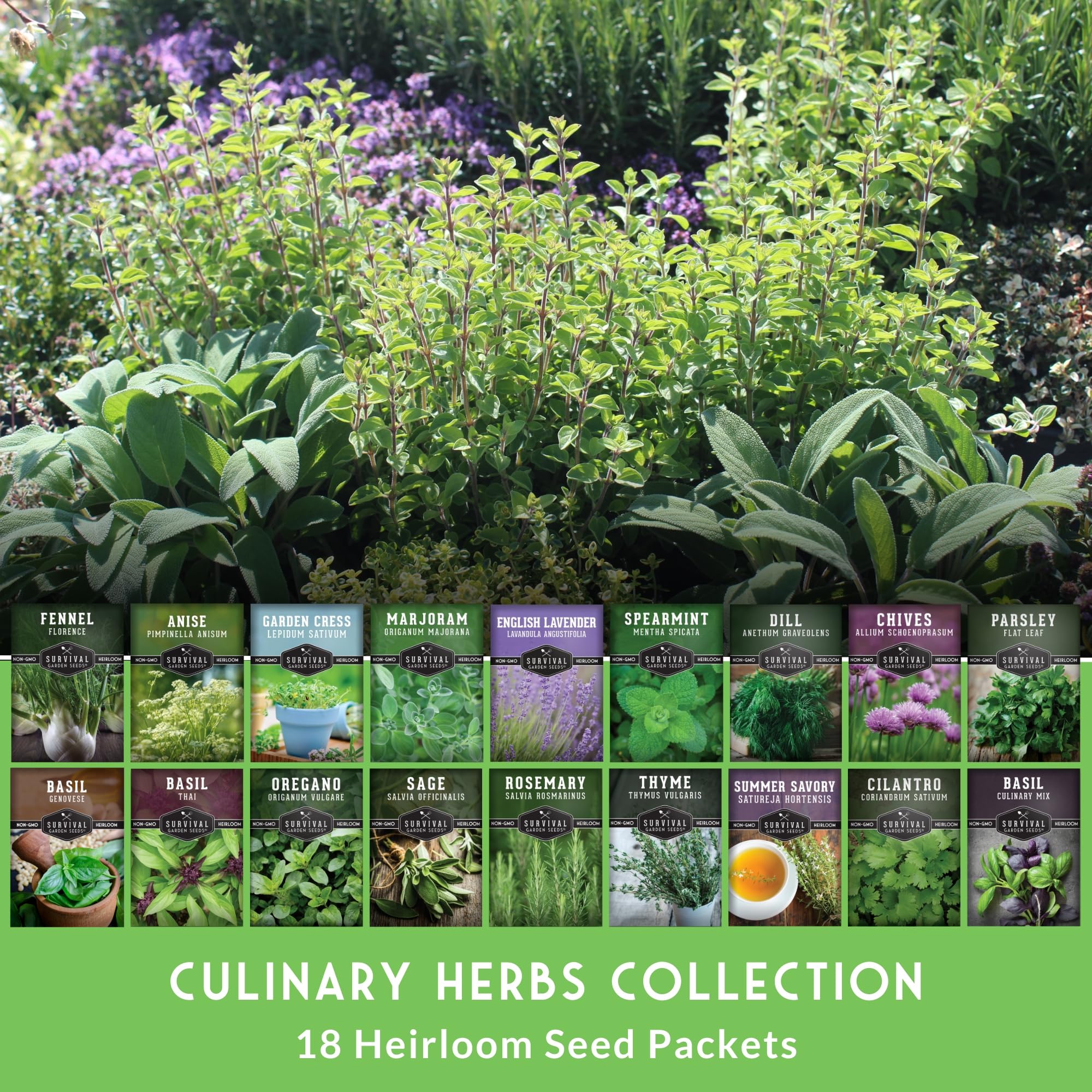 Survival Garden Seeds cilantro sprigs ideal for bright salsas and weeknight meals