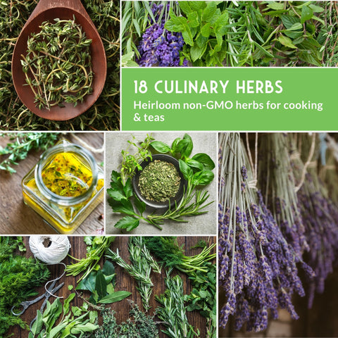 Survival Garden Seeds dill fronds perfect for creamy sauces and pickles