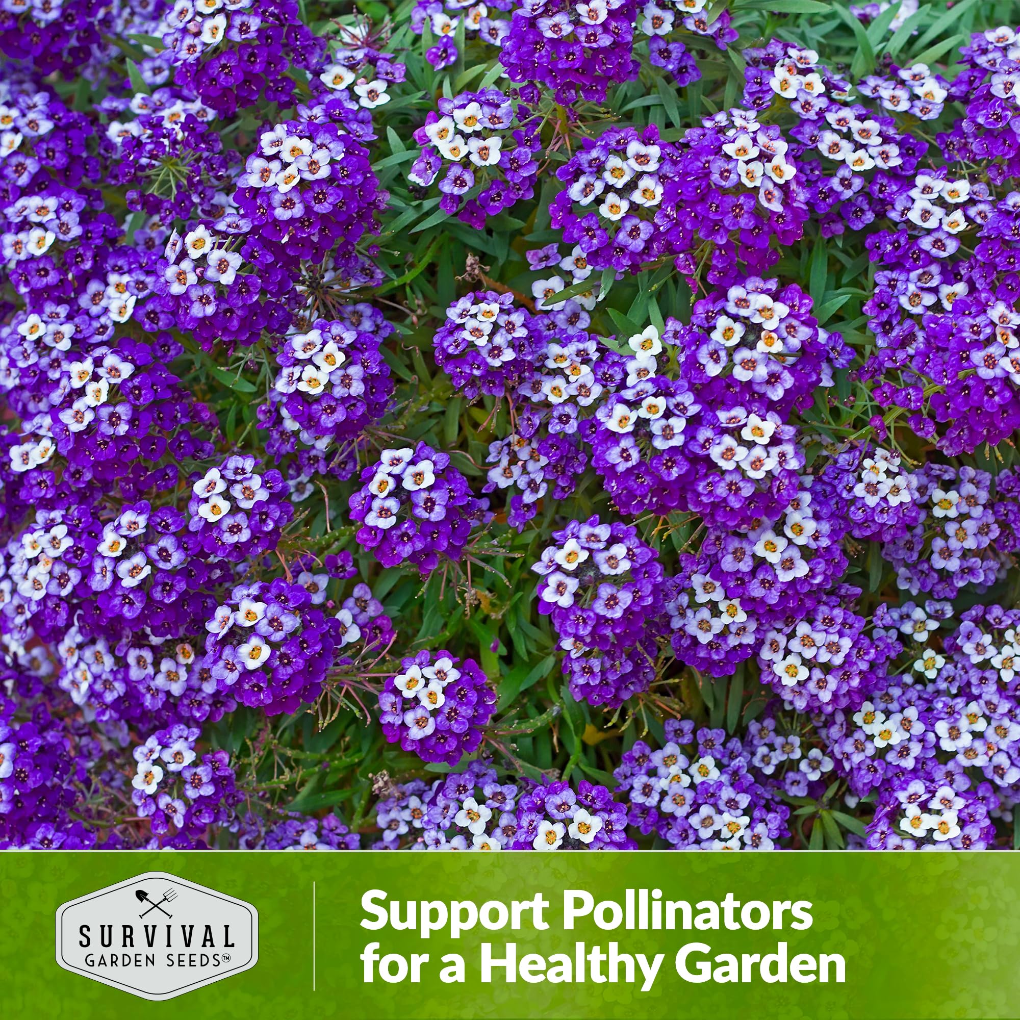 SURVIVAL GARDEN SEEDS Alyssum edging and border planting example