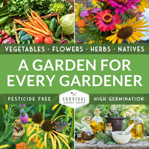 Dense edging with alyssum ready for container planting and borders.