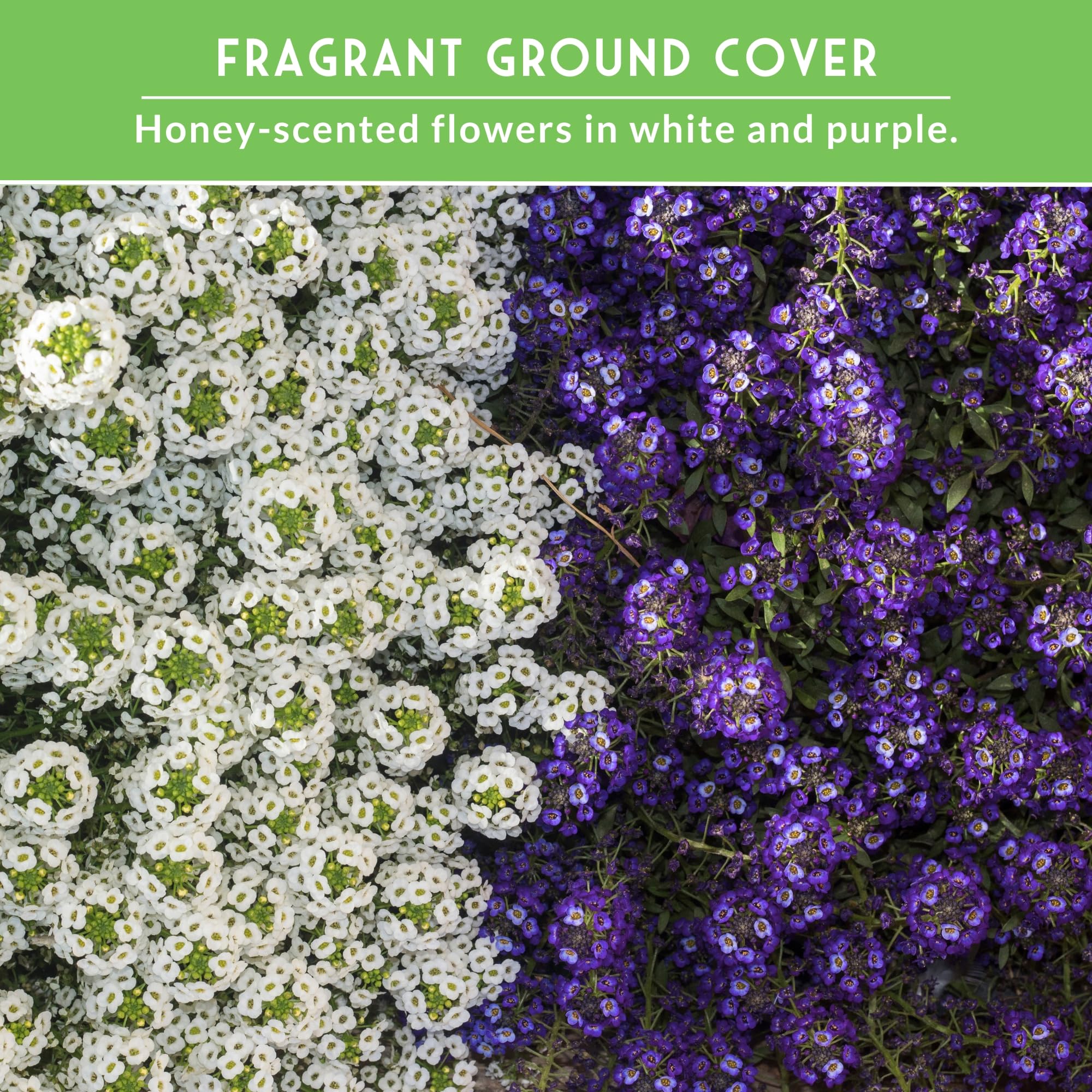 Alyssum ground cover forming a dense patch for easy garden drainage.