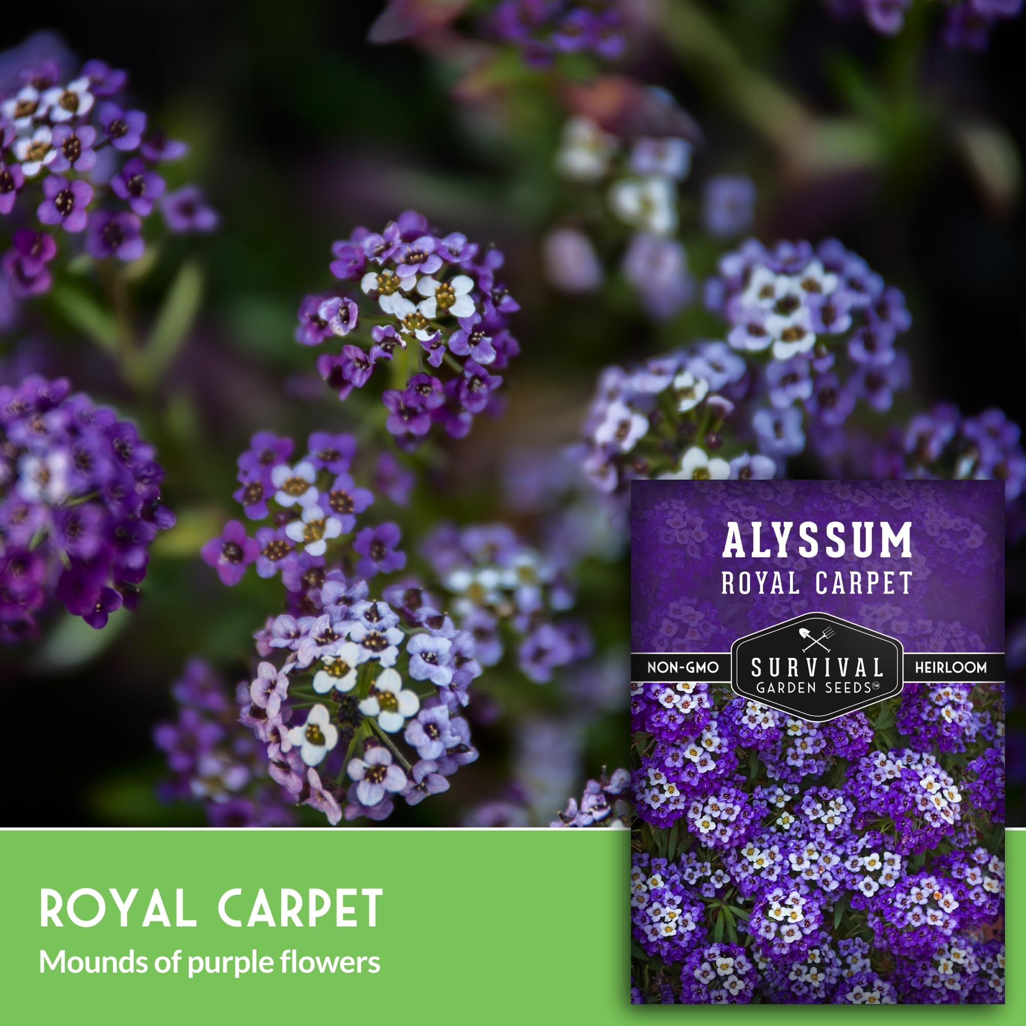 SURVIVAL GARDEN SEEDS Purple alyssum flowers attracting pollinators in garden