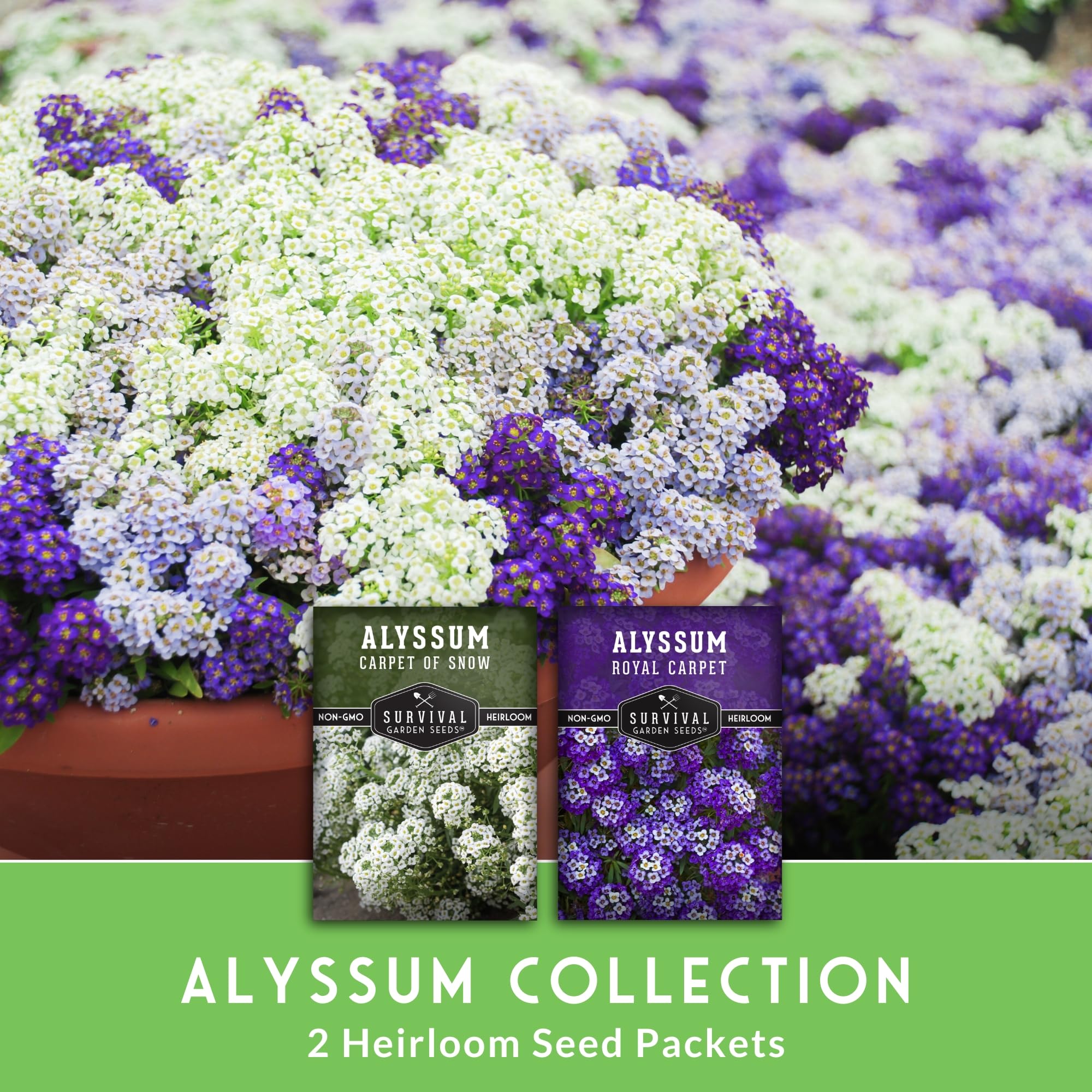 Purple Royal Carpet alyssum blooms along borders with fragrance.