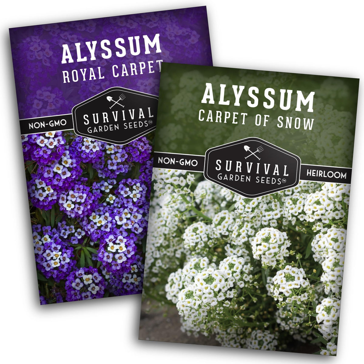 SURVIVAL GARDEN SEEDS Alyssum Purple Royal Carpet seeds for vibrant ground cover.