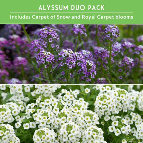 White Carpet of Snow alyssum creating a soft, fragrant ground cover.