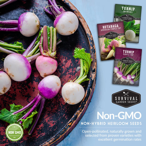 SURVIVAL GARDEN SEEDS American Purple Top Rutabaga seed pack yields sturdy roots for winter meals.