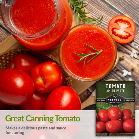 Close-up of bright red Amish Paste tomatoes on the vine.