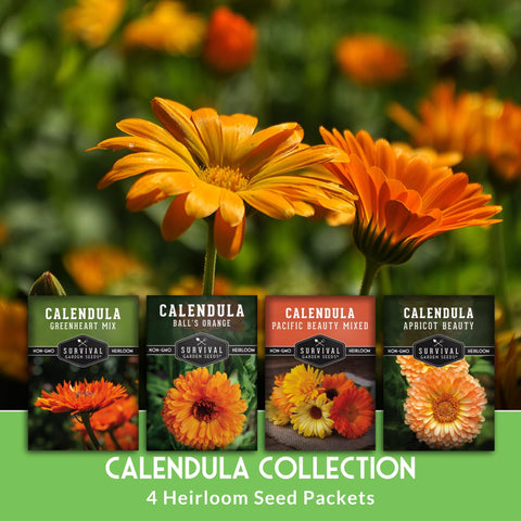 Survival Garden Seeds Balls Orange calendula petals create vibrant edge color