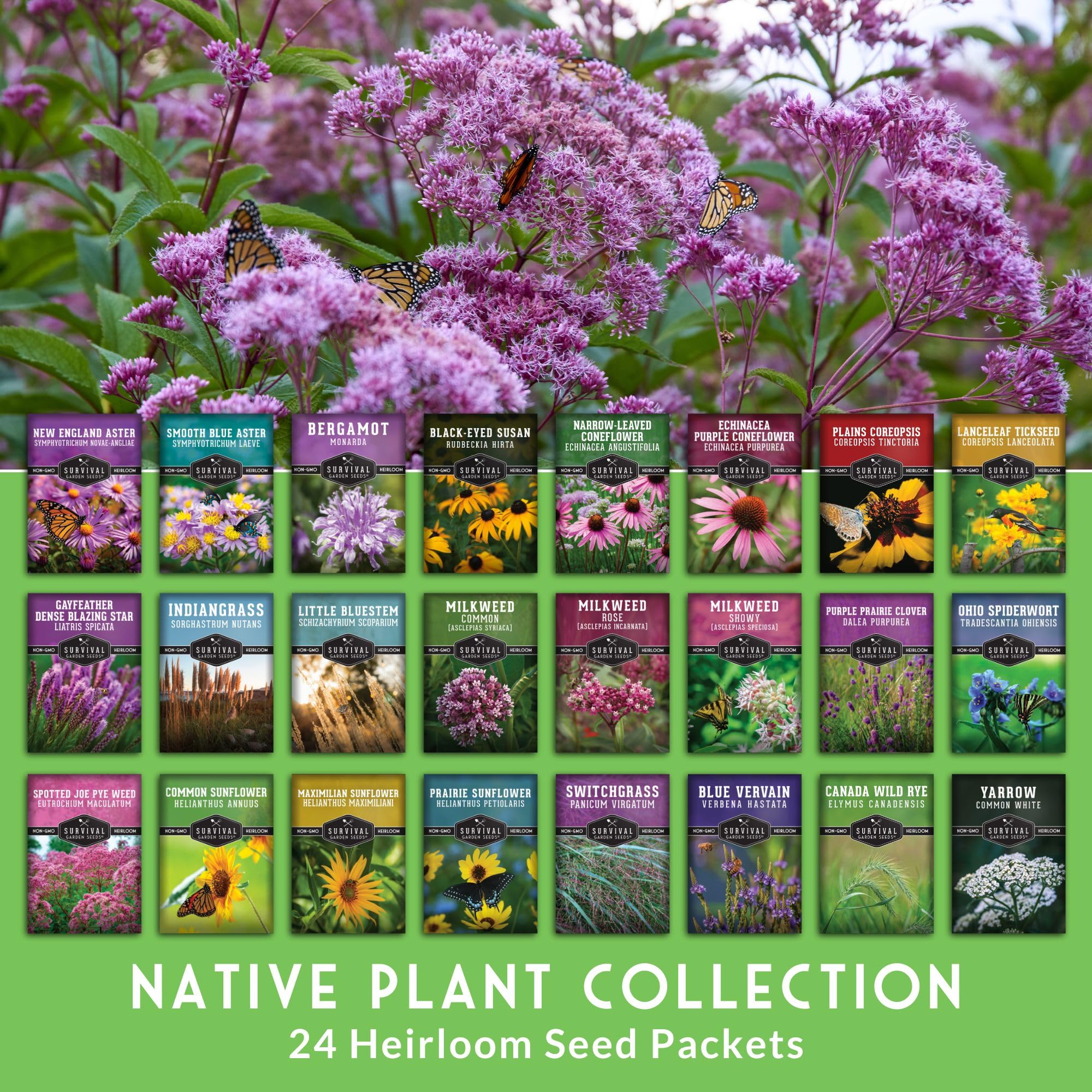 Survival Garden Seeds bee balm wild bergamot attracts pollinators to perennial borders.