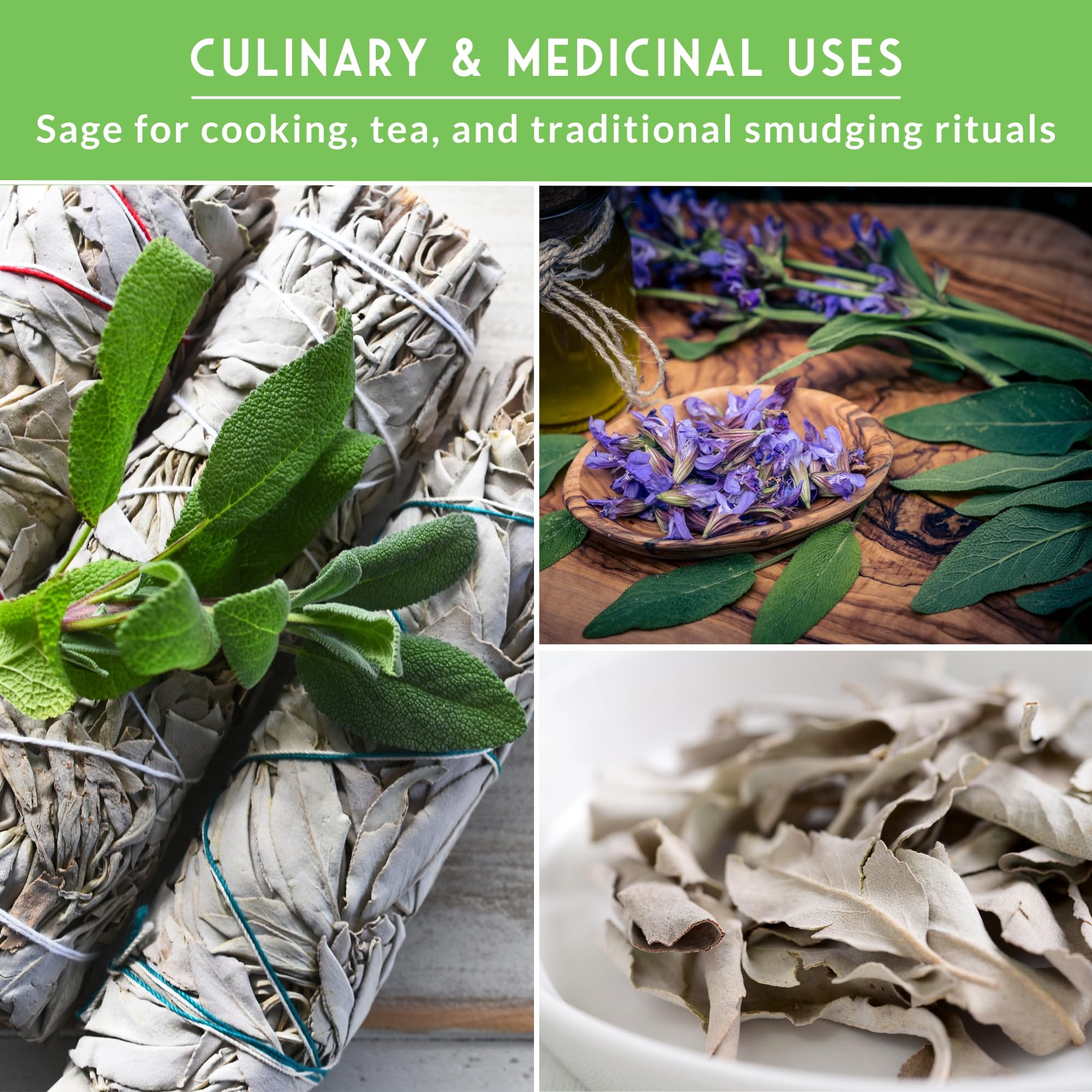 SURVIVAL GARDEN SEEDS sage plants attracting bees and pollinators in a garden
