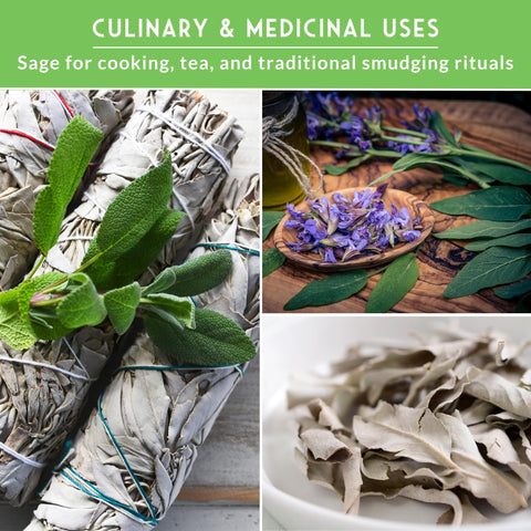 SURVIVAL GARDEN SEEDS sage plants attracting bees and pollinators in a garden