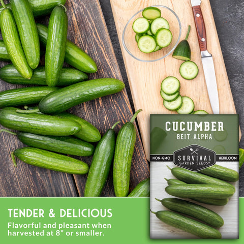 Beit Alpha cucumber fruit close-up from SURVIVAL GARDEN SEEDS with smooth skin