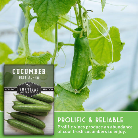 SURVIVAL GARDEN SEEDS Beit Alpha cucumber skin close-up showing crisp texture