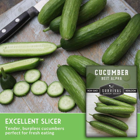 Vine growth of Beit Alpha cucumbers on a trellis from SURVIVAL GARDEN SEEDS