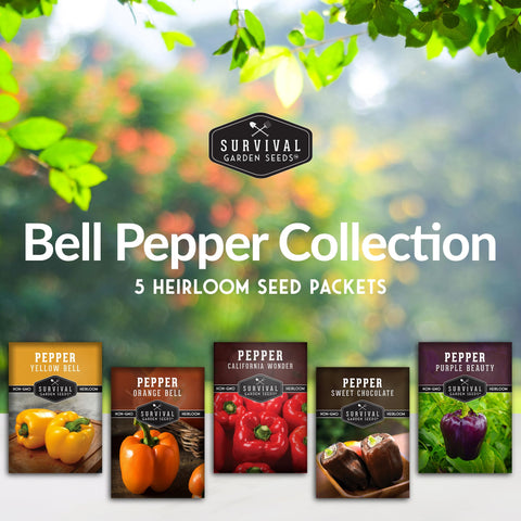 Survival Garden Seeds orange bell pepper fruits ideal for roasting