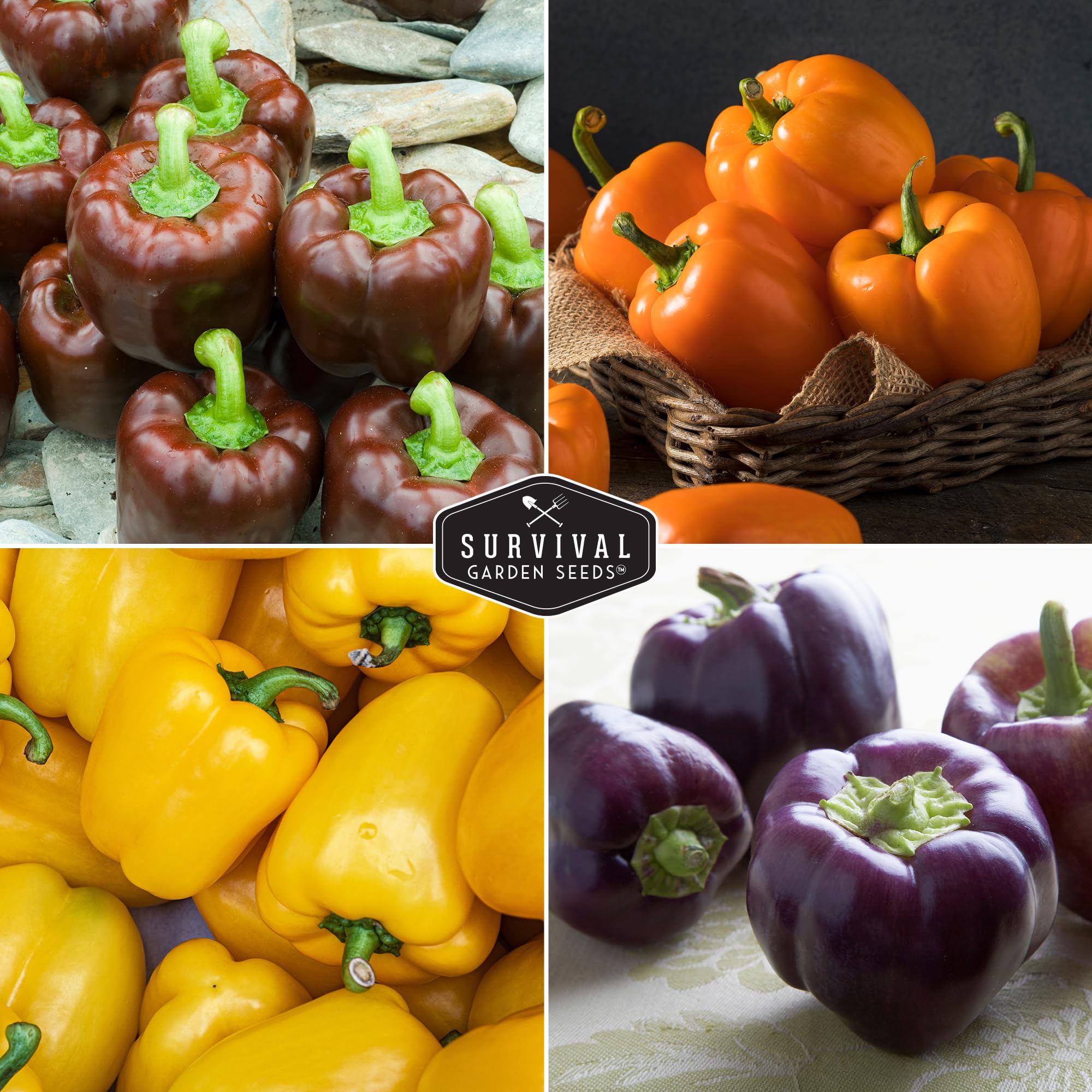 Survival Garden Seeds Purple Beauty pepper with deep color and mild sweetness