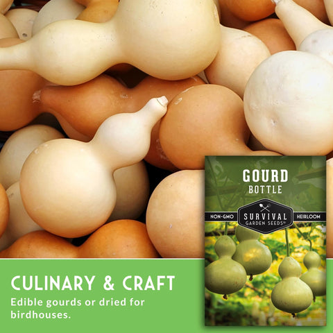 SURVIVAL GARDEN SEEDS bottle gourd harvest-ready fruits in a sunny garden