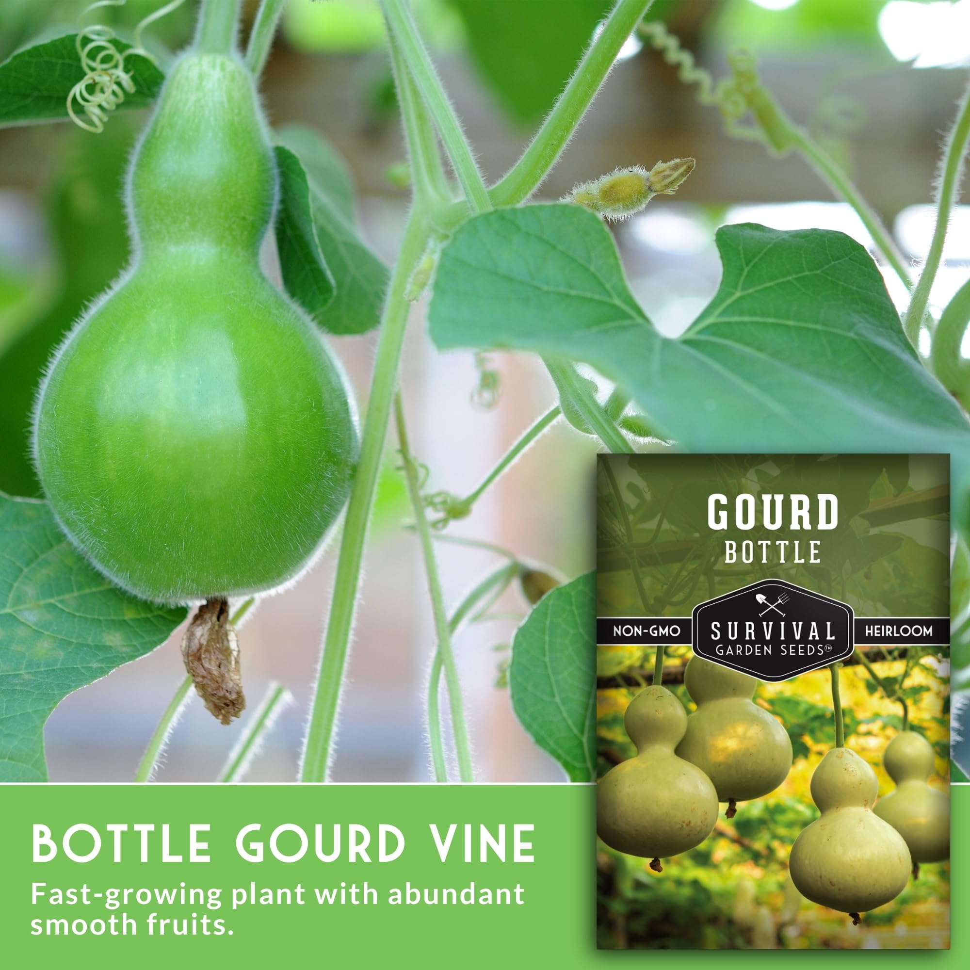 SURVIVAL GARDEN SEEDS bottle gourd smooth green fruits ready to harvest