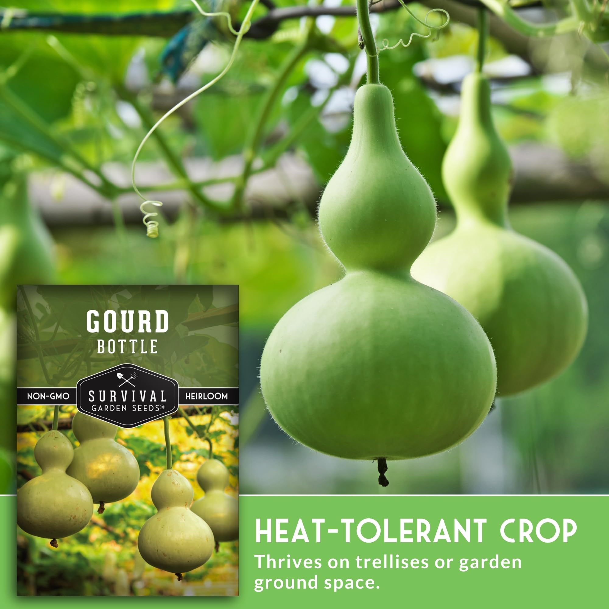 SURVIVAL GARDEN SEEDS bottle gourd trellis setup for better fruit shape