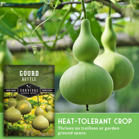 SURVIVAL GARDEN SEEDS bottle gourd trellis setup for better fruit shape