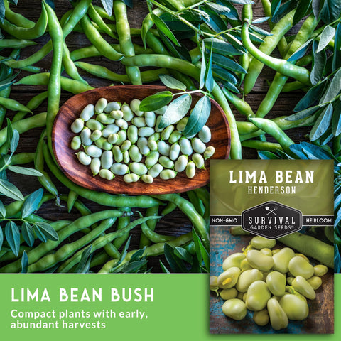 Survival Garden Seeds Bush lima bean plants—compact growth ideal for container gardening.