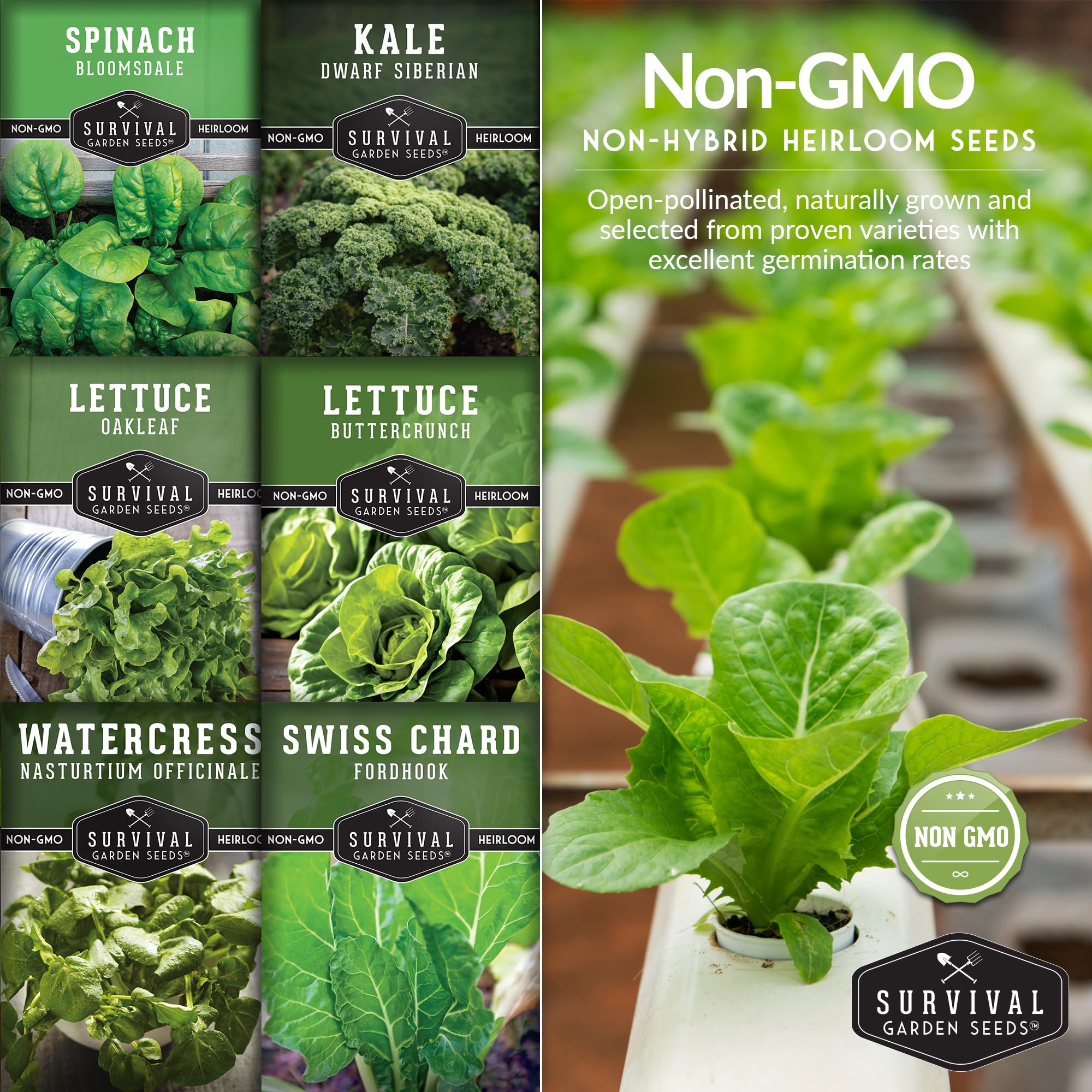 SURVIVAL GARDEN SEEDS Buttercrunch lettuce seeds for crisp salads indoors.
