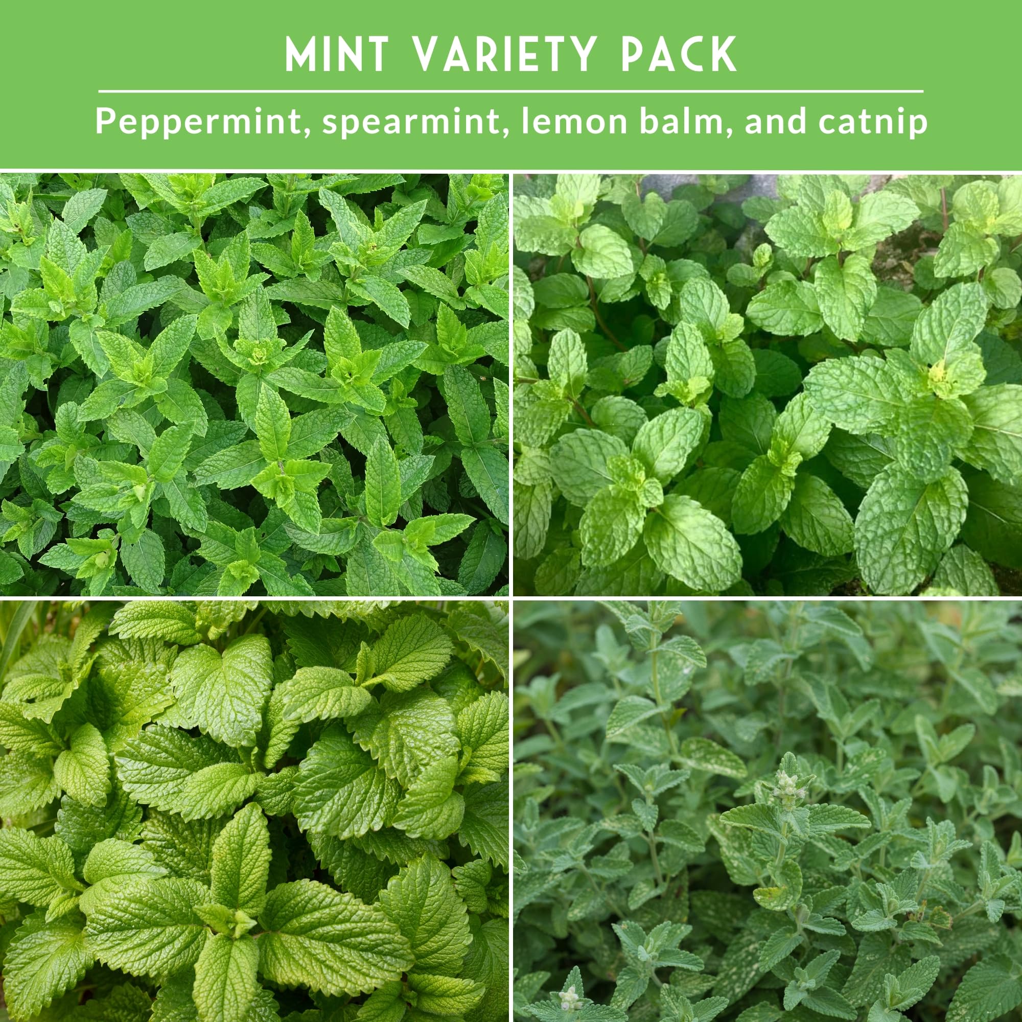 SURVIVAL GARDEN SEEDS catnip seed packet for cat-safe herb gardens and playful indoor fun.