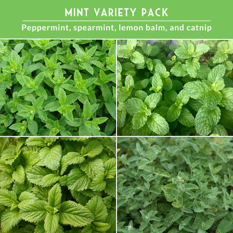 SURVIVAL GARDEN SEEDS catnip seed packet for cat-safe herb gardens and playful indoor fun.