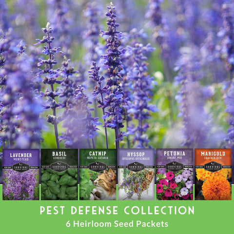 SURVIVAL GARDEN SEEDS catnip seeds for pet-friendly herb patches with natural deterring scents.