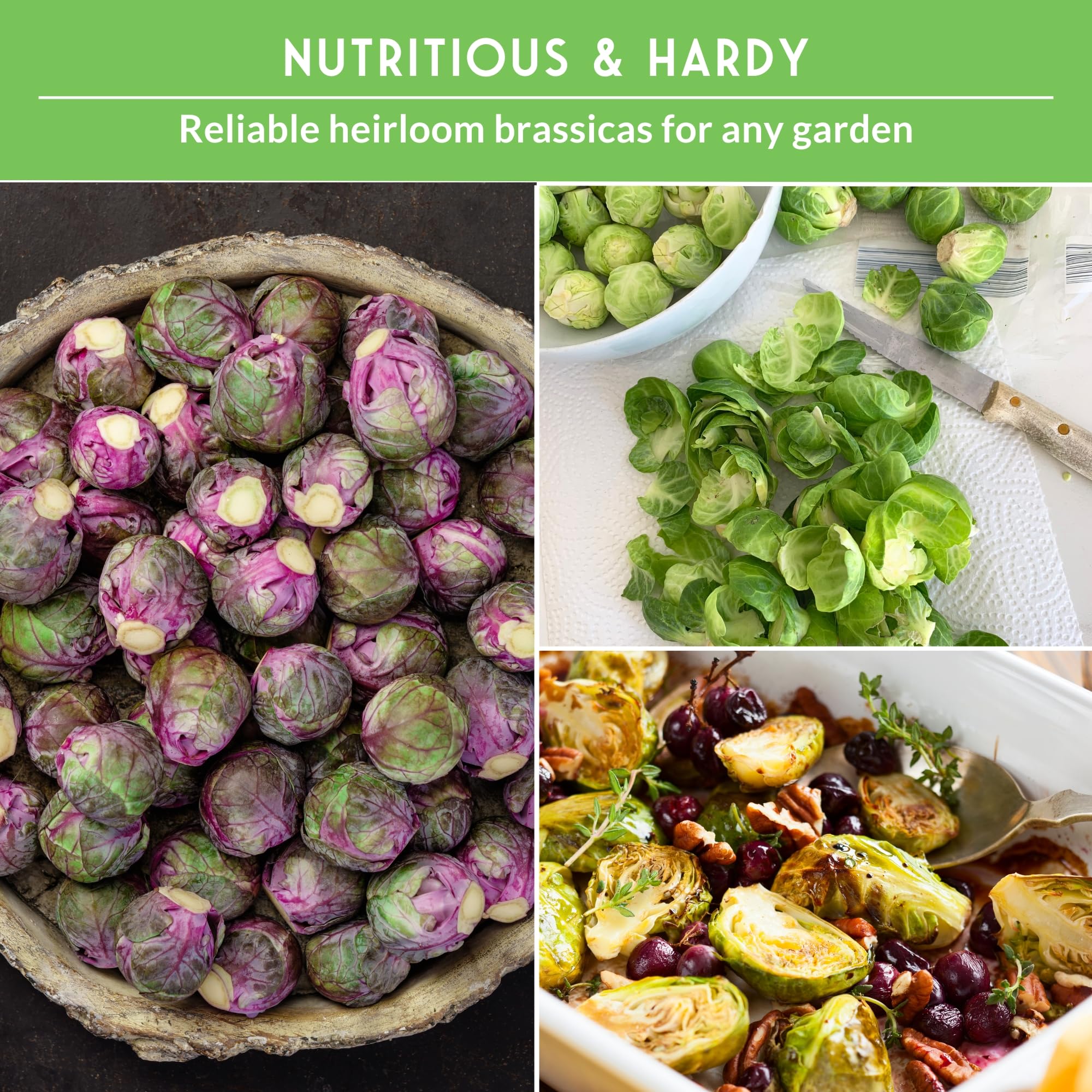 SURVIVAL GARDEN SEEDS catskill-plants-brussels-sprouts sturdy, heavy yields in cool seasons