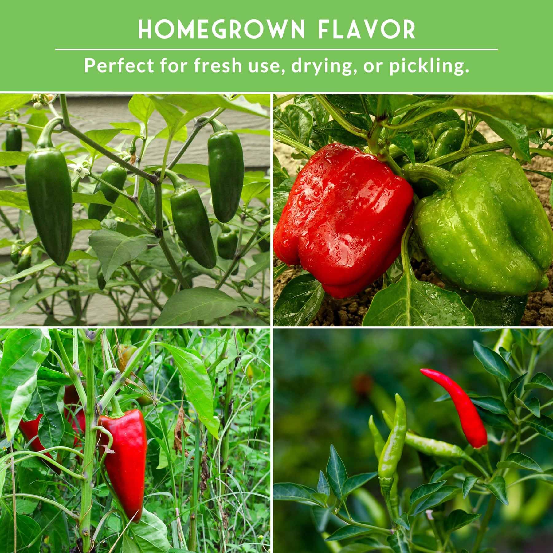 Cayenne pepper seeds for spicy, versatile cooking by SURVIVAL GARDEN SEEDS