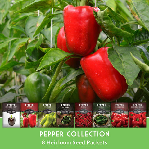 Chocolate Beauty pepper seeds by SURVIVAL GARDEN SEEDS for rich, color-rich peppers
