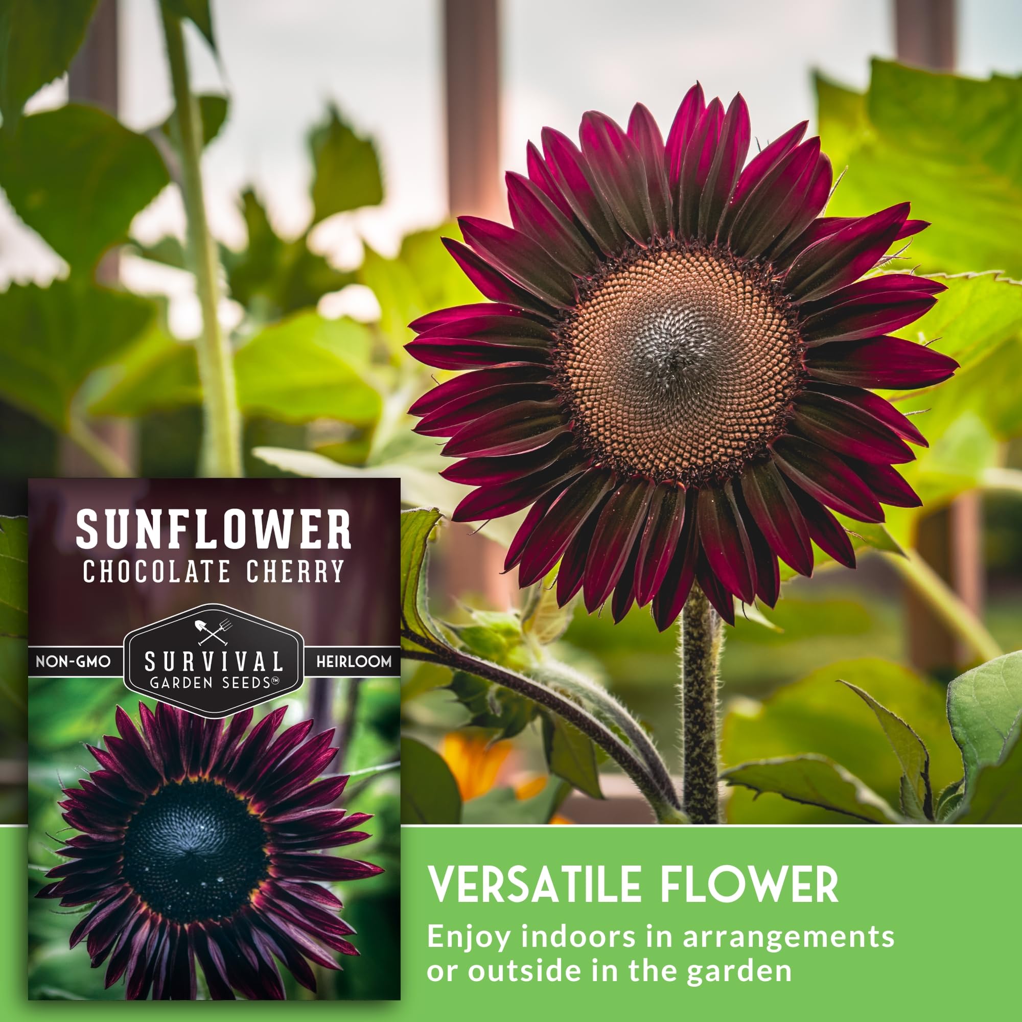 Survival Garden Seeds Chocolate Cherry Sunflower pollinator-friendly bloom attracts bees.