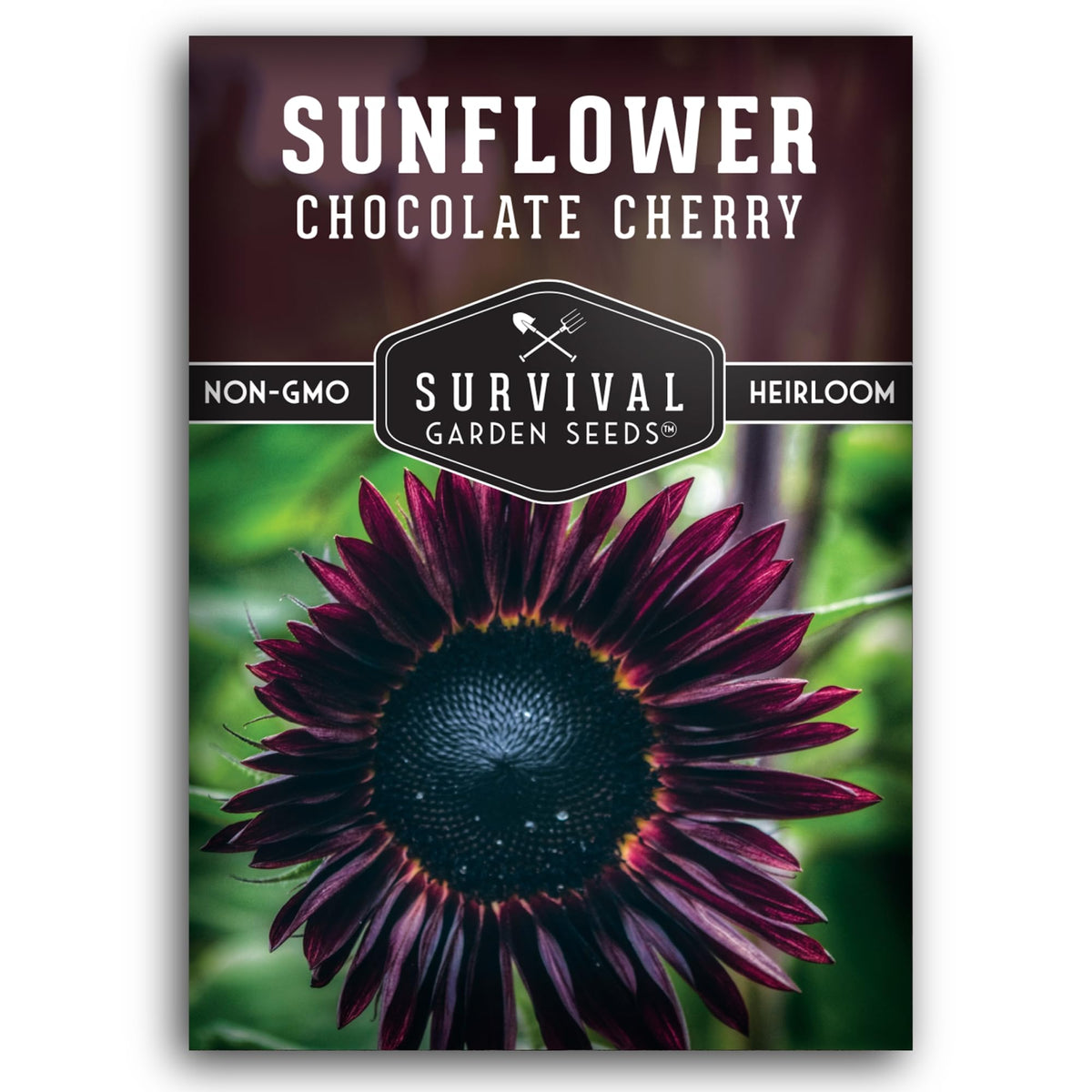 SURVIVAL GARDEN SEEDS chocolate-cherry-sunflower bloom adds dramatic color to borders.