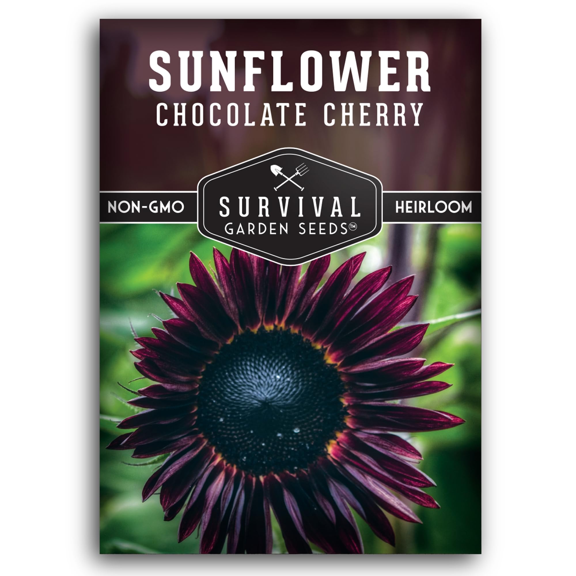 Survival Garden Seeds chocolate cherry sunflower burgundy blooms brighten borders and bouquets.