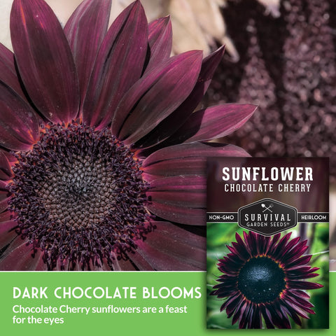 Survival Garden Seeds Chocolate Cherry Sunflower seed packet with growing tips included.