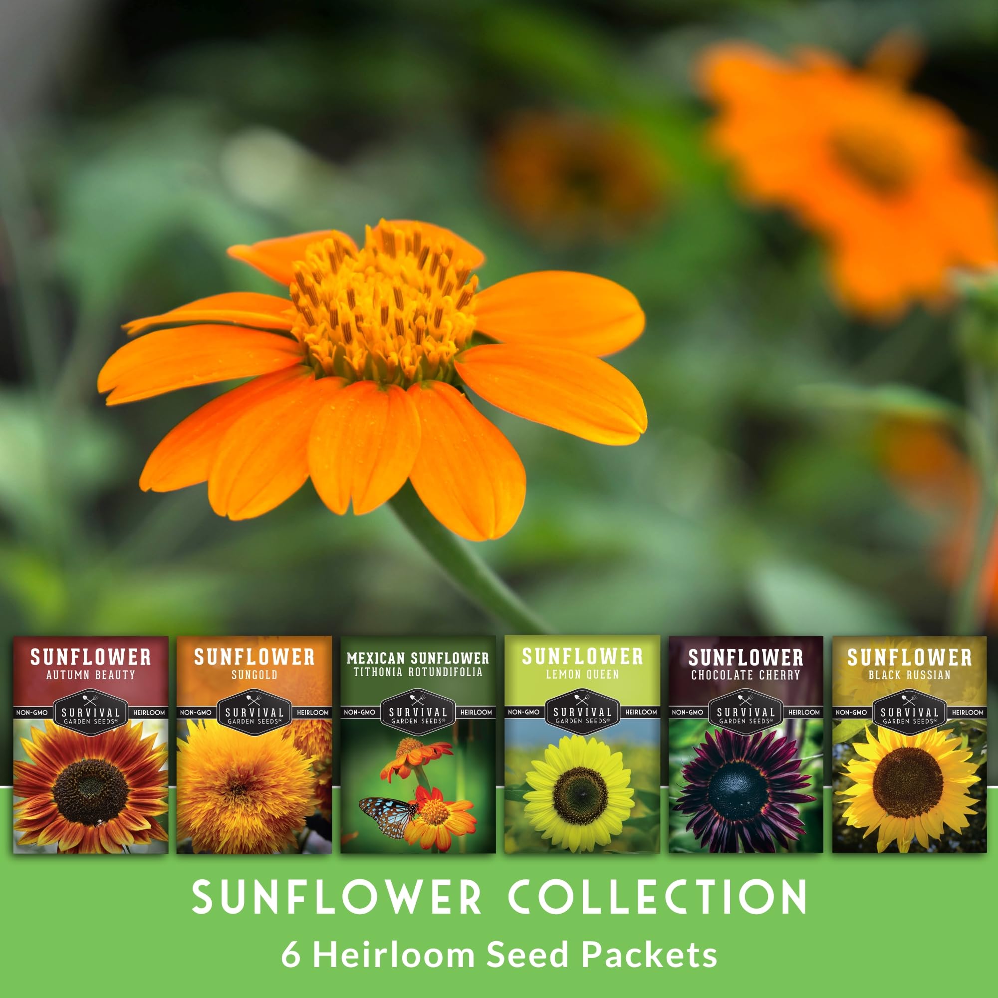 Survival Garden Seeds Chocolate Cherry sunflower features chocolate-red petals for eye-catching contrast.