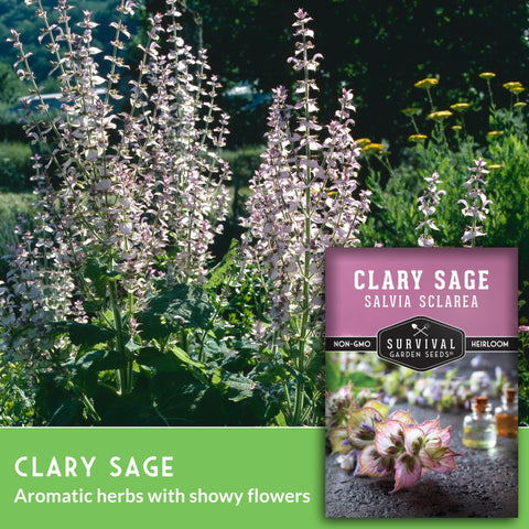 SURVIVAL GARDEN SEEDS Clary Sage leaves releasing aromatic scent in garden.