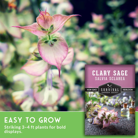 SURVIVAL GARDEN SEEDS Clary Sage plants attract buzzing pollinators.