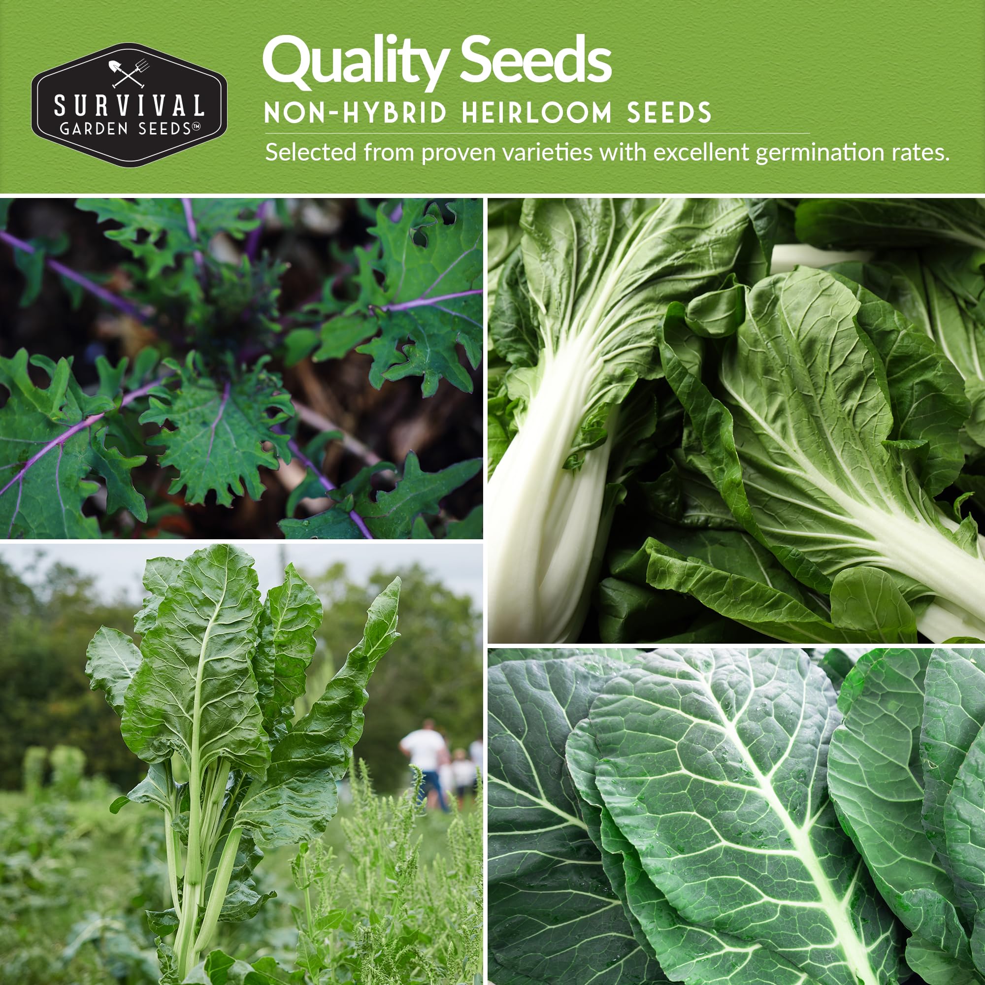 SURVIVAL GARDEN SEEDS close-up green leaves show fresh harvest potential.