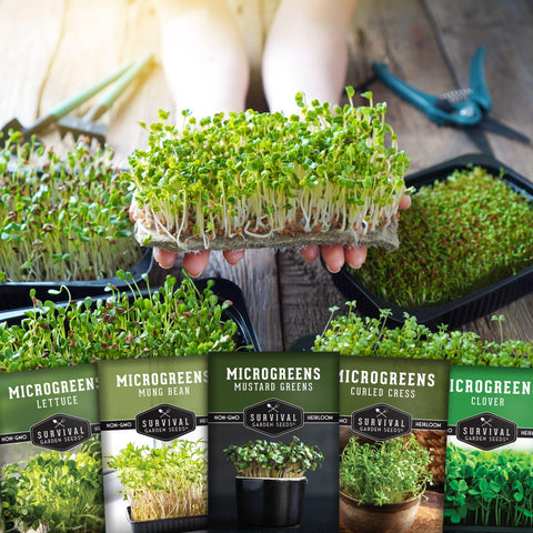 SURVIVAL GARDEN SEEDS clover microgreens seeds deliver delicate color and flavor.